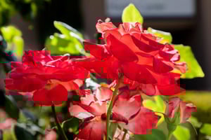 Close-up of red roses in the garden at Rosewood