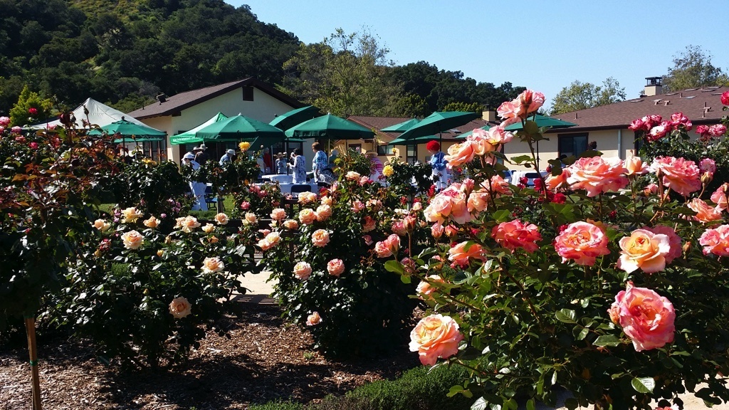 Pink flowers and green umbrellas