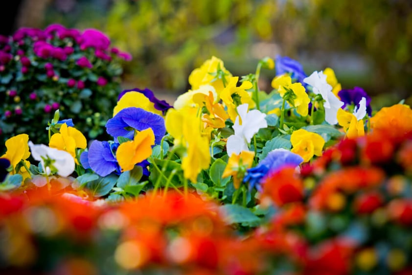 Colorful flowers in a garden