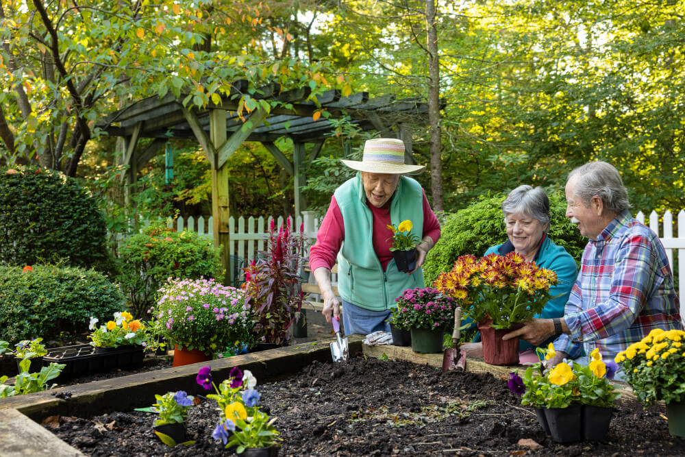 Three seniors planting flowers in a garden bed