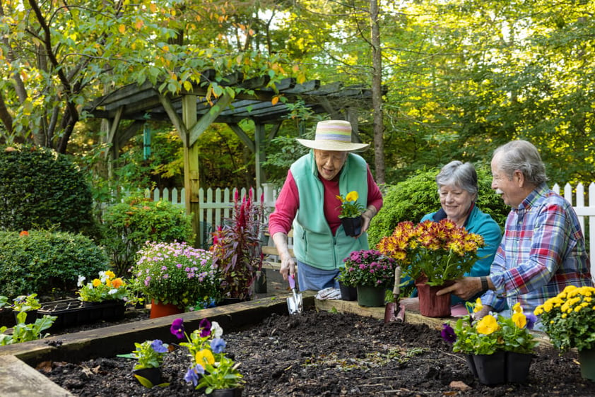 Three seniors planting flowers in a garden bed
