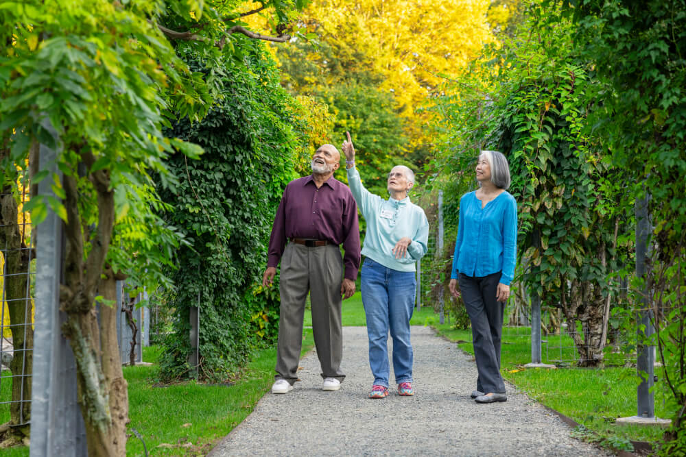 Two senior women and a senior man walking around The Arnold Arboretum