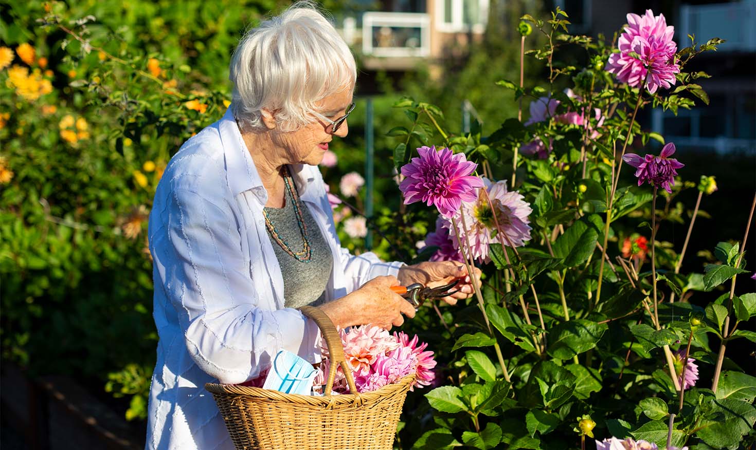 Senior woman holding a wicker basket cutting flowers 