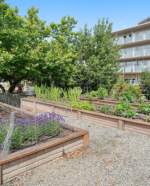 Raised garden beds in the Judson Park community garden