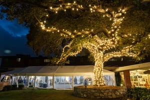 Oak tree wrapped in lights in front of a large white tent at Royal Oaks