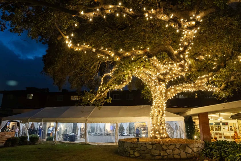 Oak tree wrapped in lights in front of a large white tent at Royal Oaks