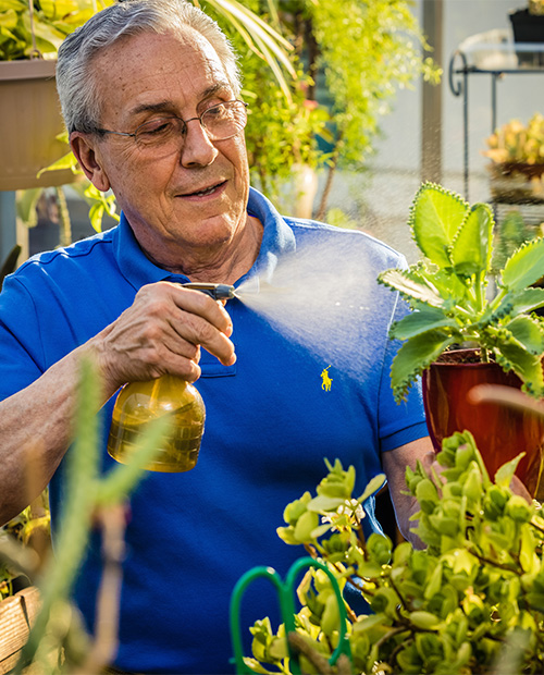 Senior man misting plants
