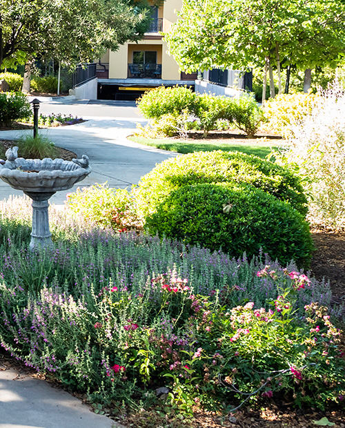 Landscaping and bird bath