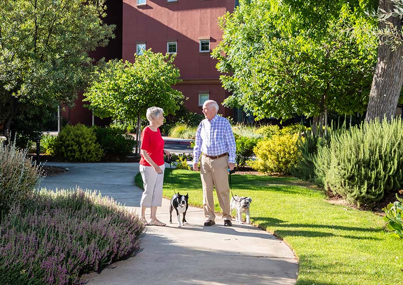 Senior woman and man walking dogs on sidewalk