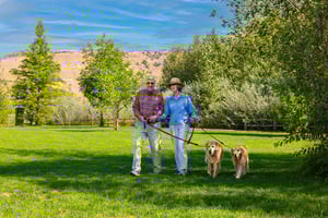 Senior couple holding hands and walking two golden retrievers outdoors