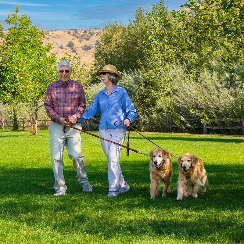 Senior couple holding hands and walking two golden retrievers outdoors