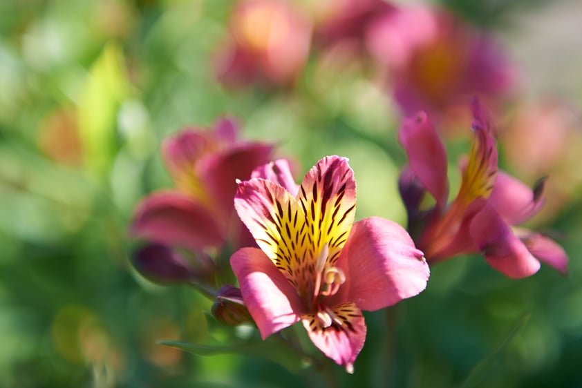 Close-up of an orchid