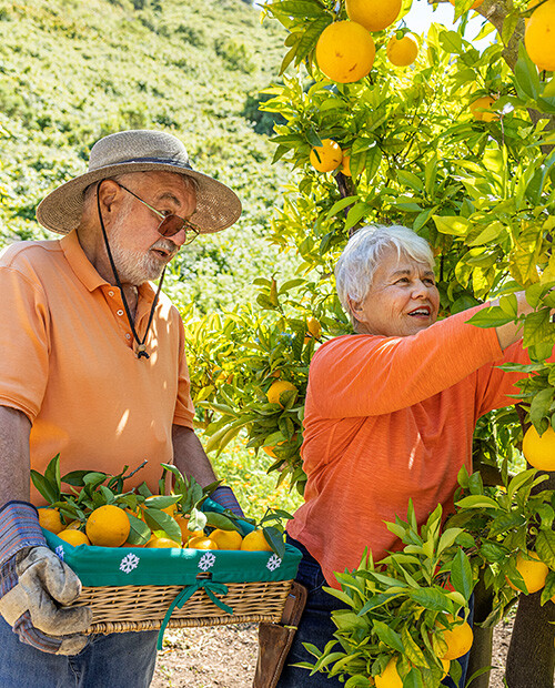 Senior couple picking fruit in the Valle Verde orchard