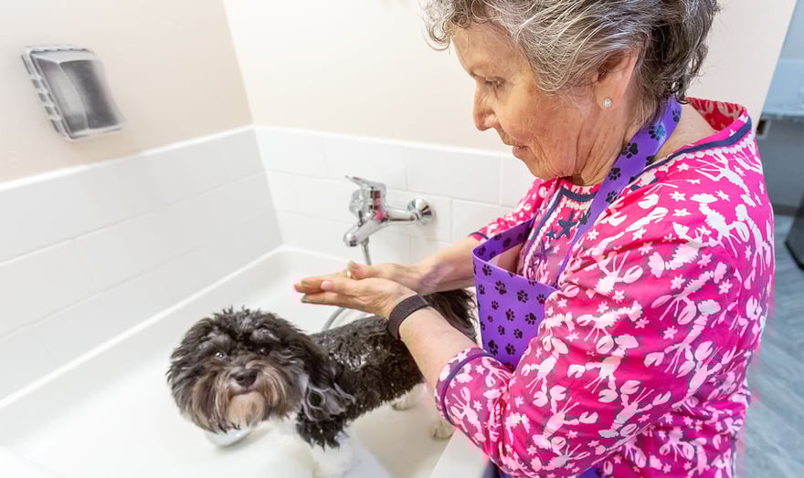 Senior woman giving her dog a bath