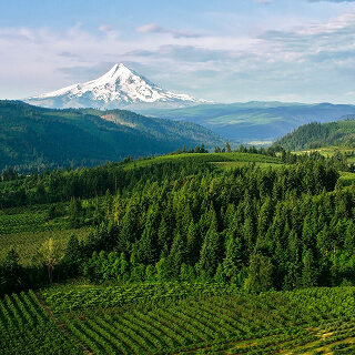 A majestic snow-capped mountain towers over lush, green forests and rolling hills under a partly cloudy sky, evoking a sense of tranquility and grandeur.