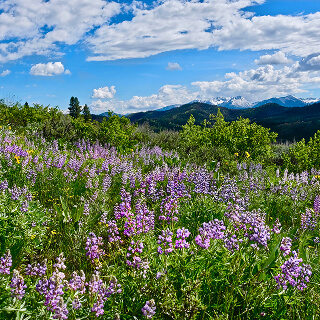 A vibrant meadow filled with purple and pink wildflowers stretches towards distant green hills under a bright blue sky with scattered clouds.