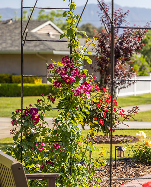 Flowers on a trellis in a garden at Plymouth Village