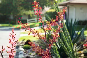 Close-up of red flowering plant