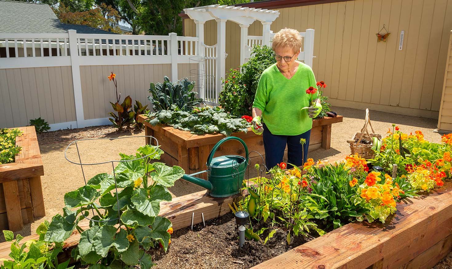 Smiling senior woman gardening in raised planter beds at Plymouth Village