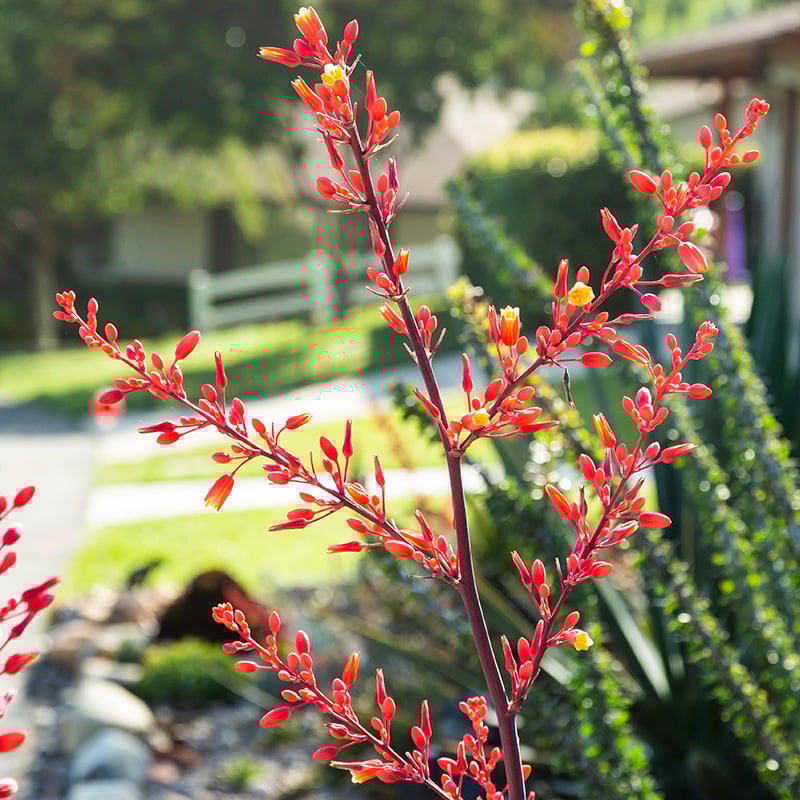 Close-up of a red flowering bush