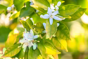 Close-up of small white  and pale blue flowers