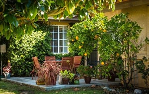 Table and chairs, an orange tree and potted plants on a patio at a Westminster Gardens home
