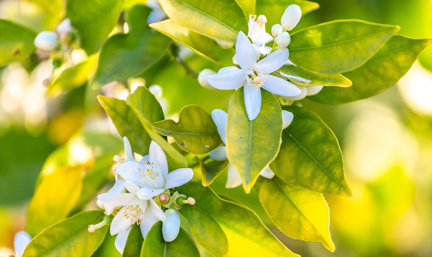 Close-up of small white and light blue flowers