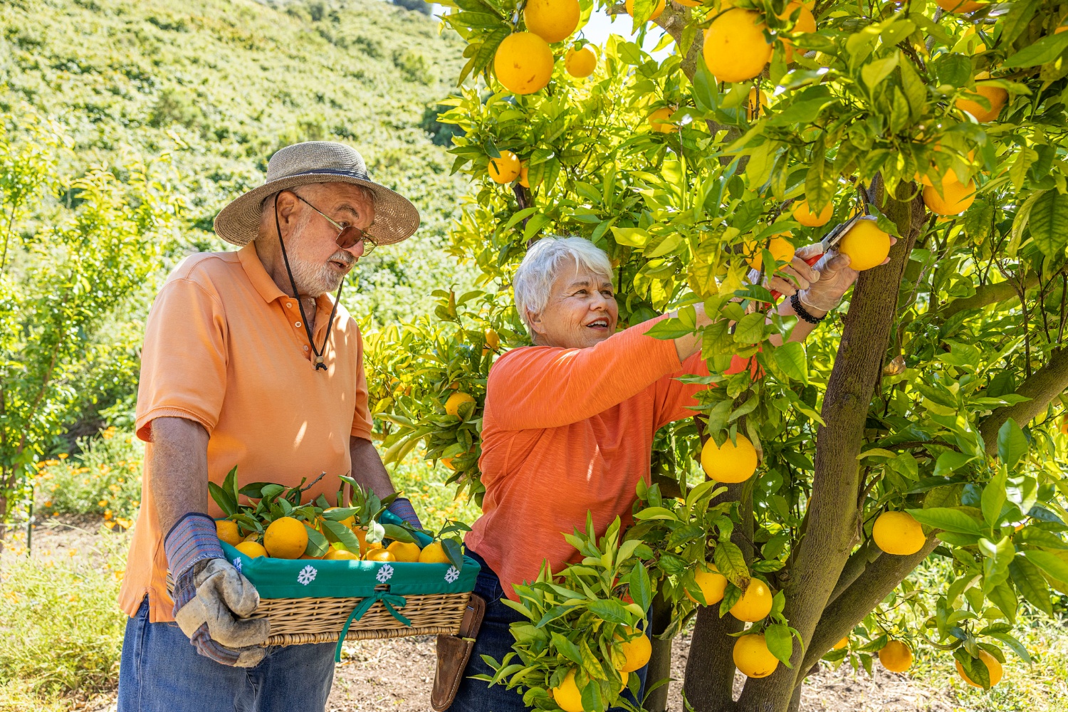 Couple picking orange