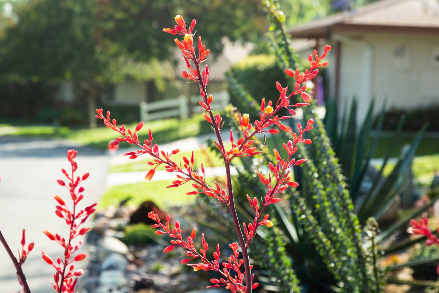 Beautiful red flowers