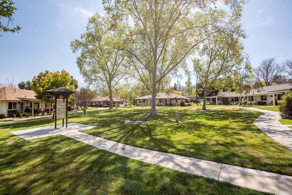 Large trees in a grassy area