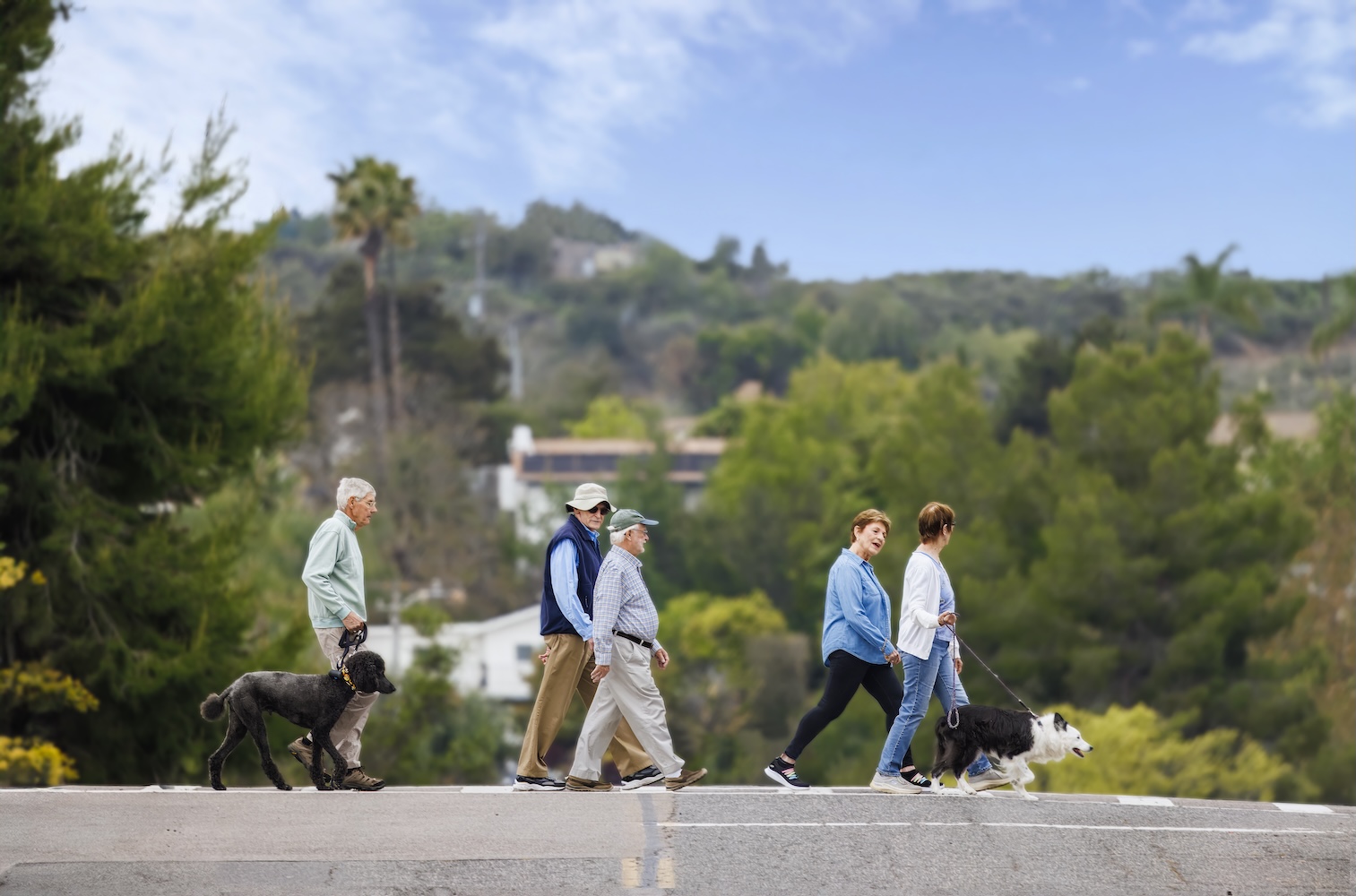 Group of seniors walking across the stree with their dogs