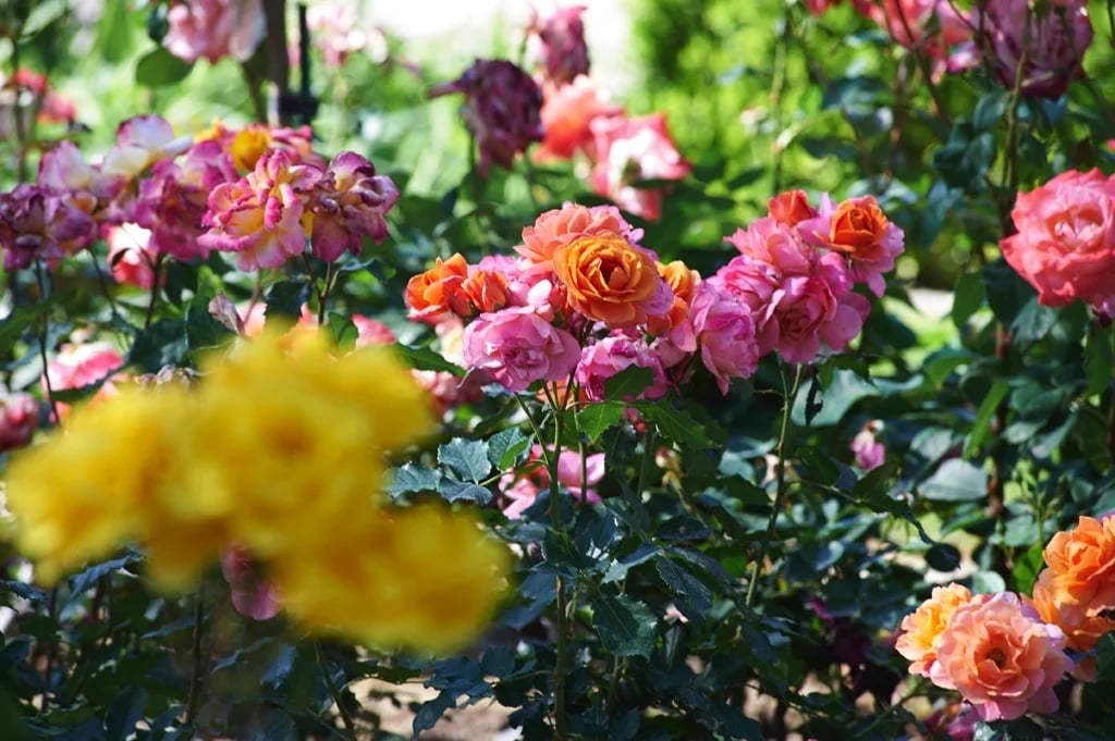 Pink rose bushes close up