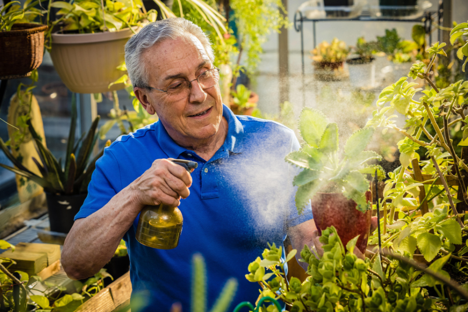 Senior man misting plants outside