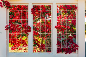 Bougainvilla plant on trellis