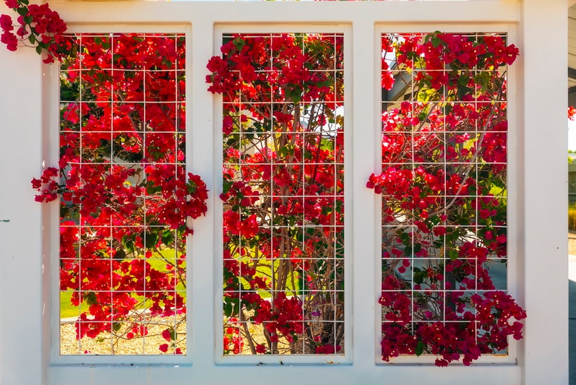 Bougainvilla plant on trellis