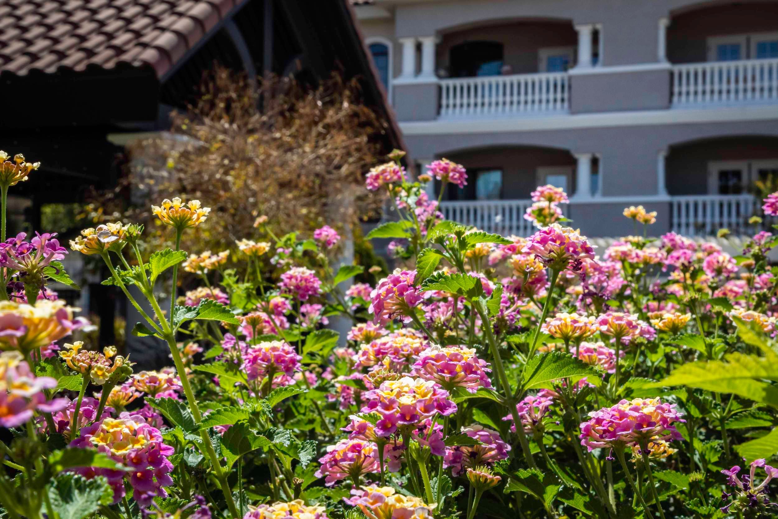 Pink flowers