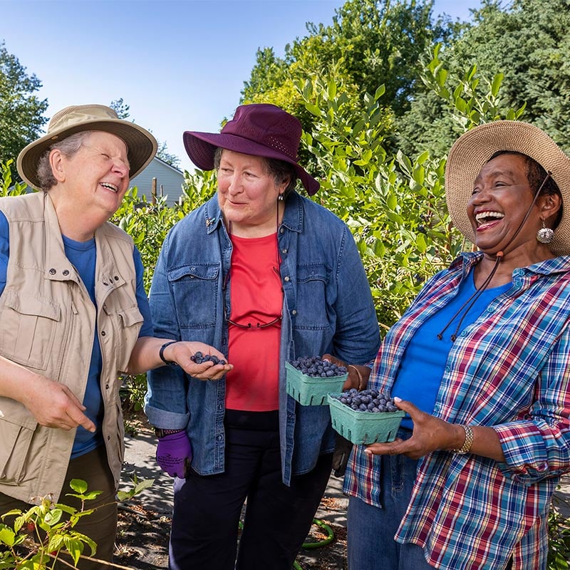 Senior women outside picking blueberries together
