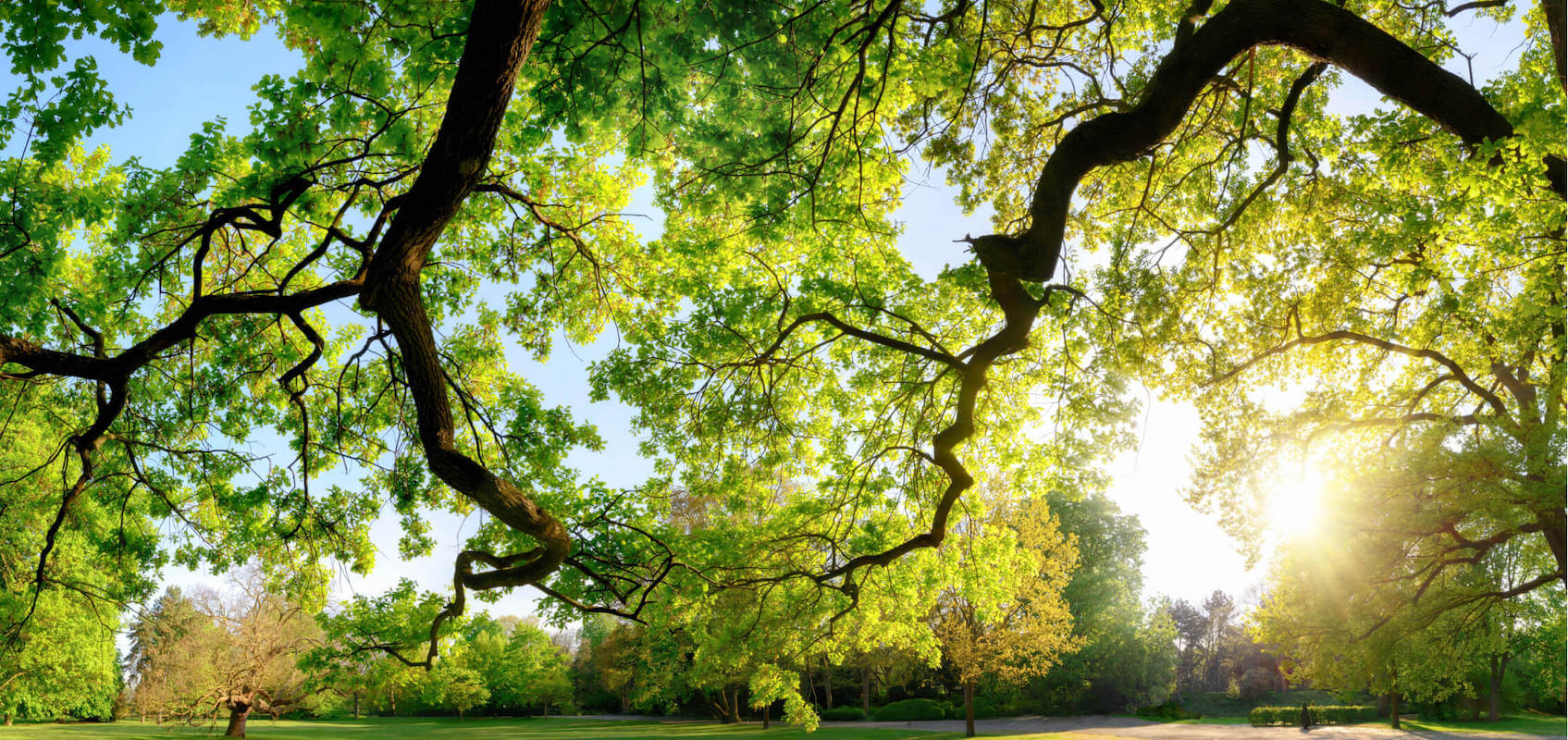 Large tree branches and leaves with sun peeking through