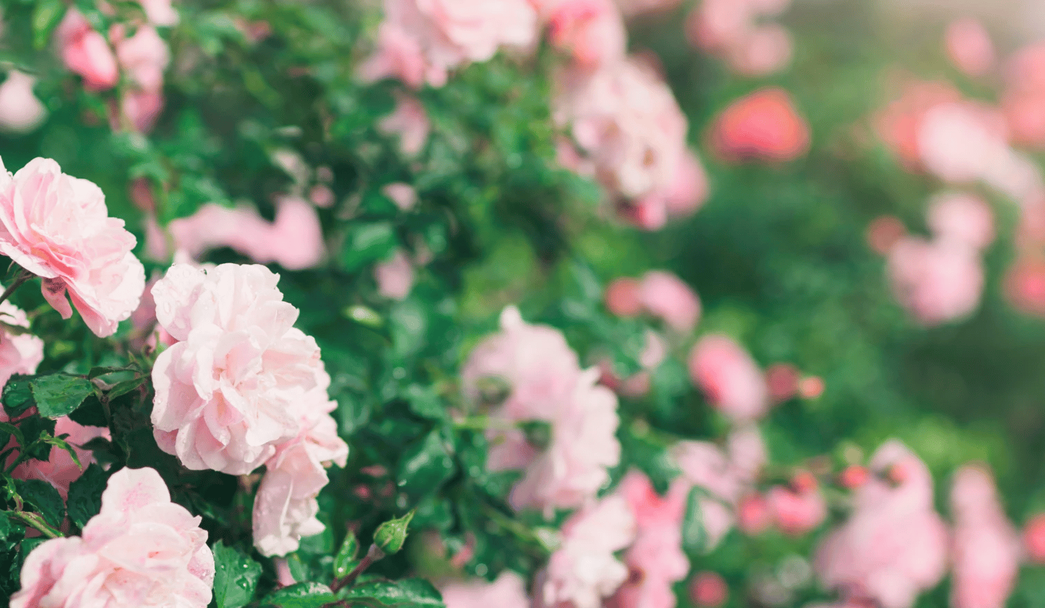 Closeup of pink flower bushes