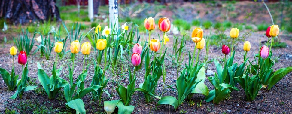 hg_ahc_tahoe-senior-plaza_home_location-and-contact_tulips.jpg