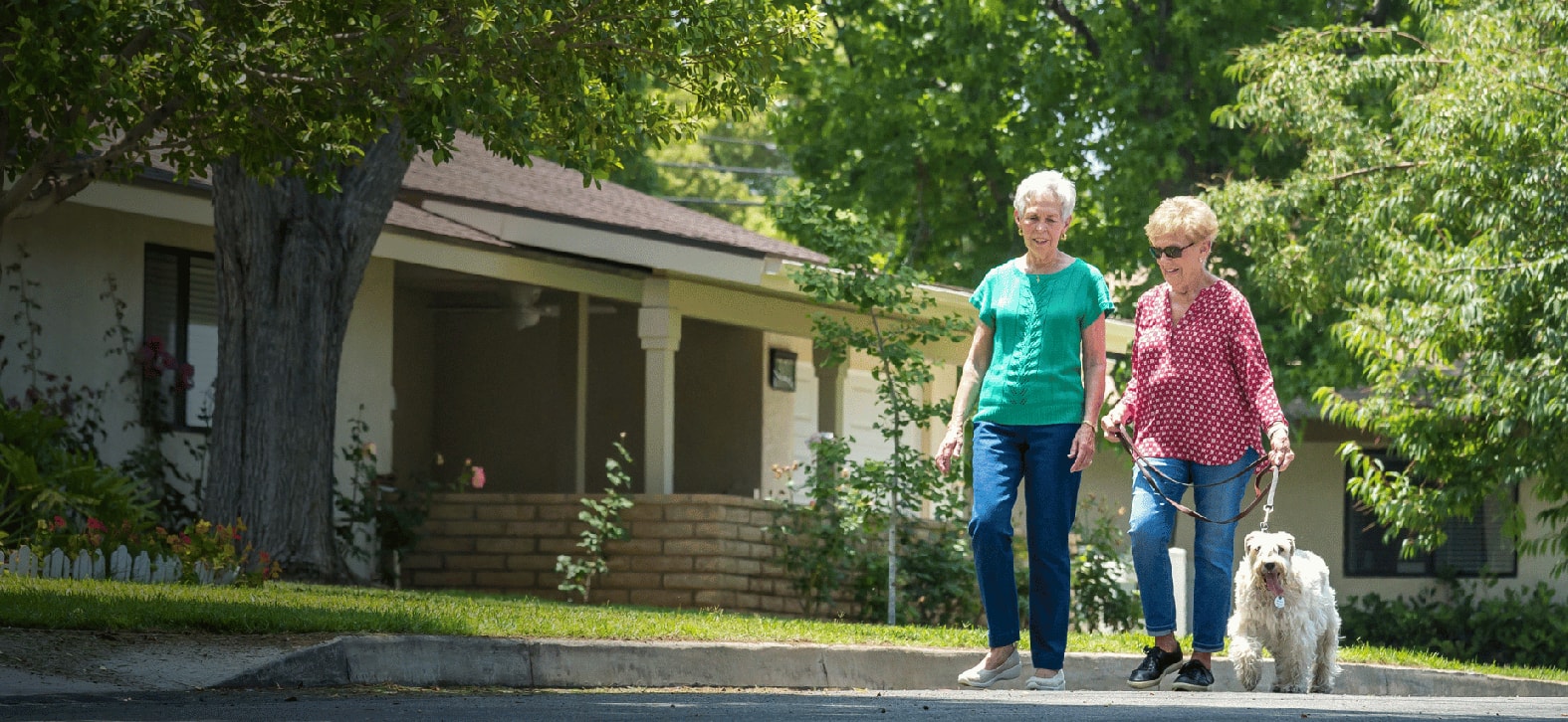 Friends walking with dog