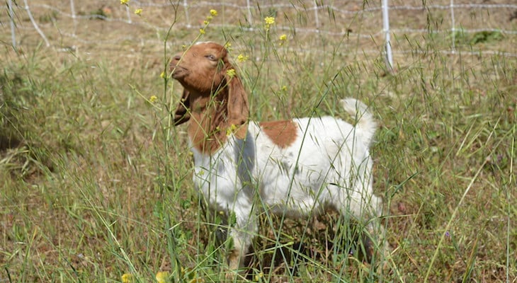 goats-valle-verde-retirement-5220