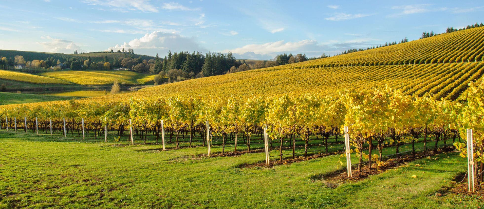 Large vineyard
