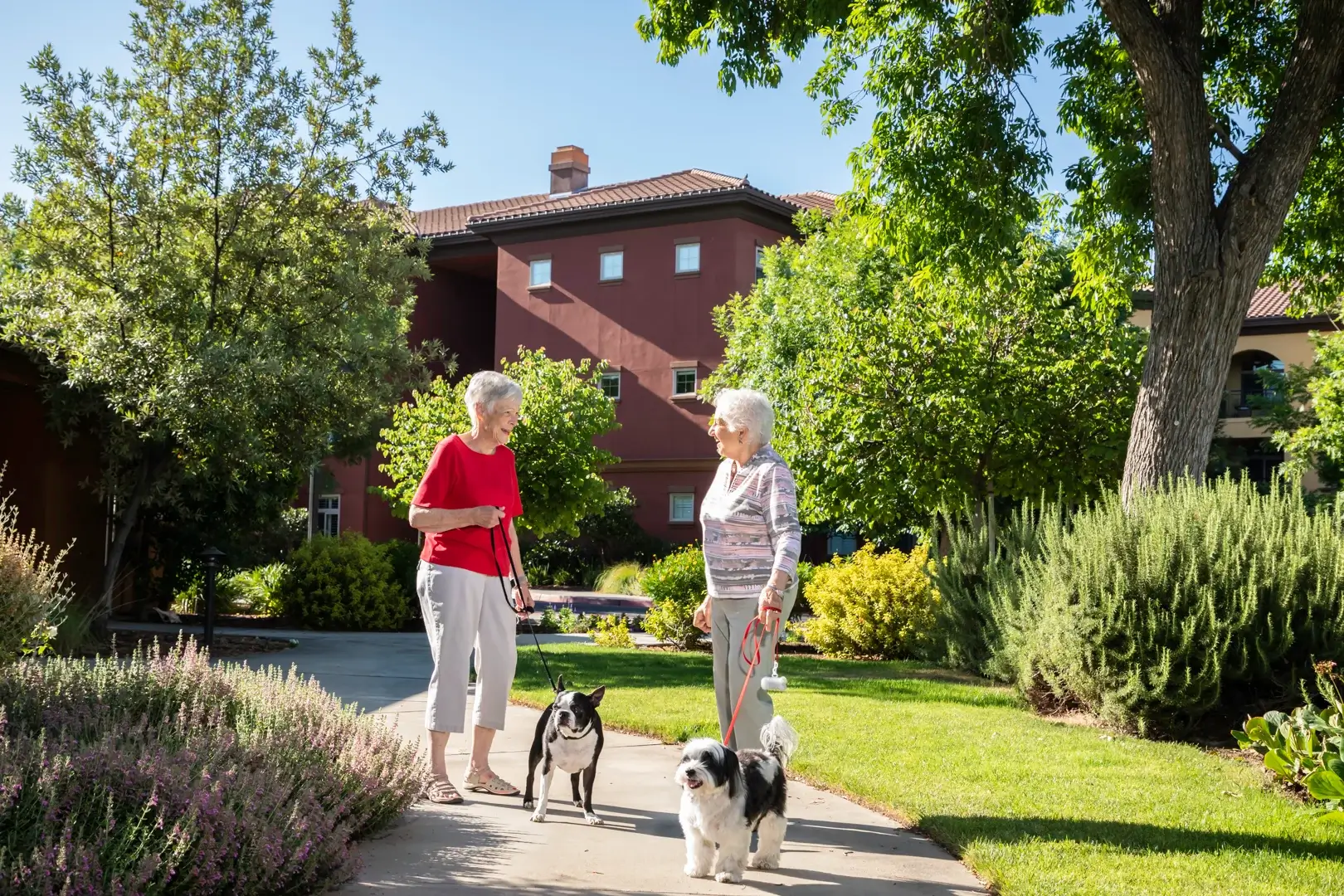 Two senior women walking dogs on sidewalk