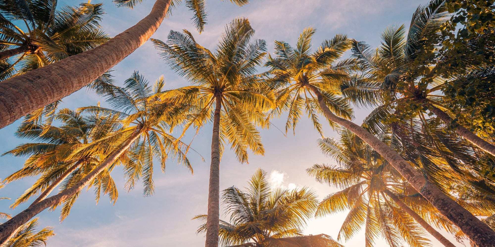 palm trees