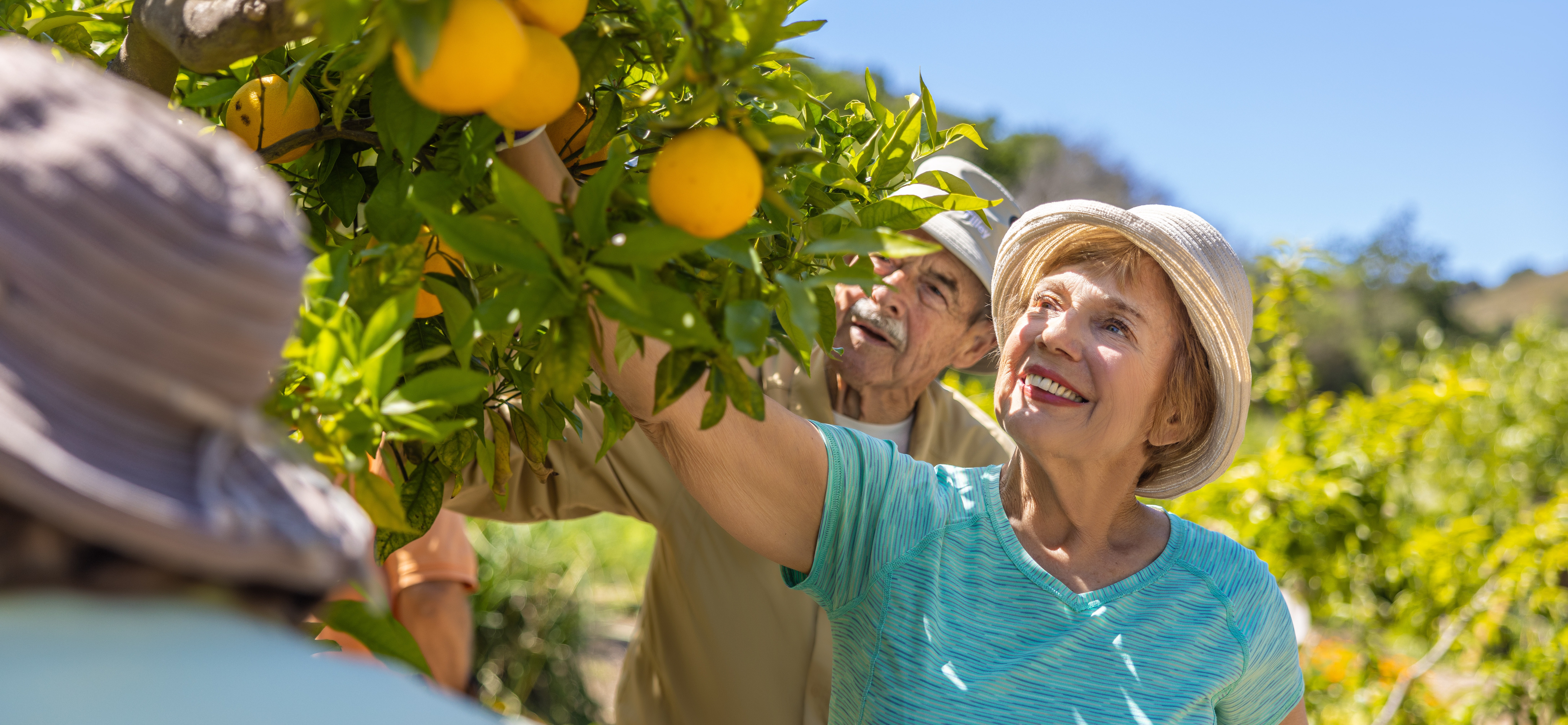 senior woman picking lemons off of tree